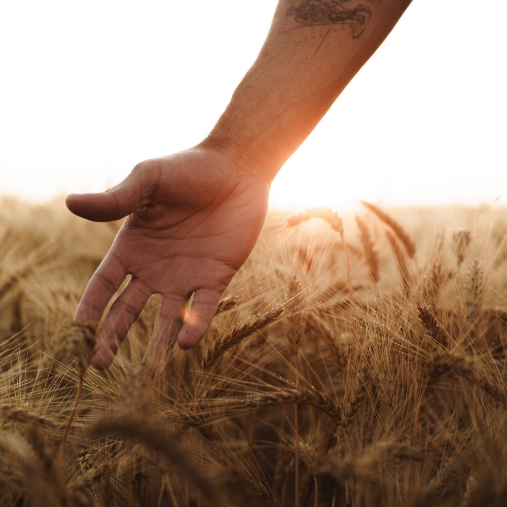 Male hand touches wheat ears on field at sunset, close up